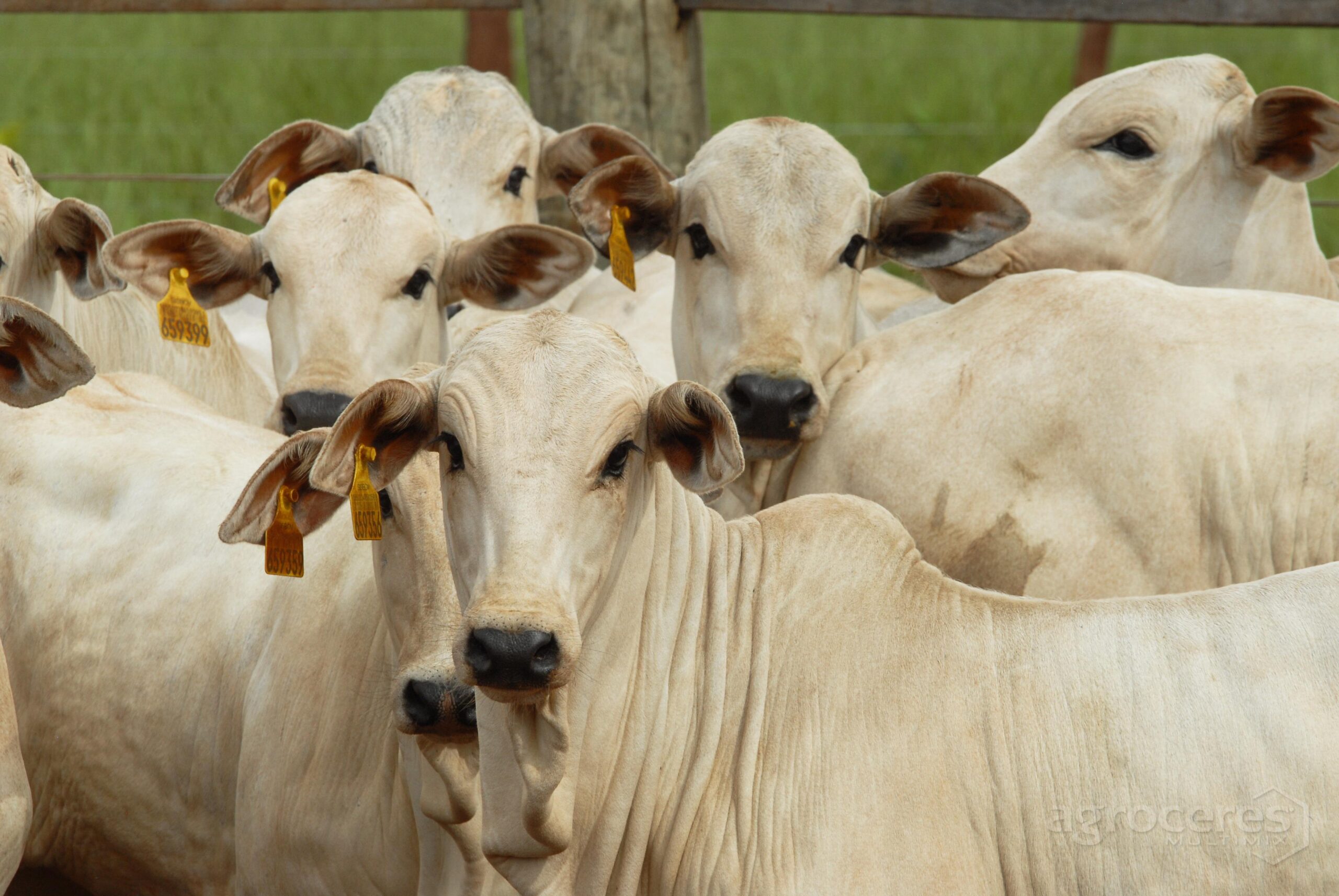 Pecuaria_de_Corte_Recria_a-scaled