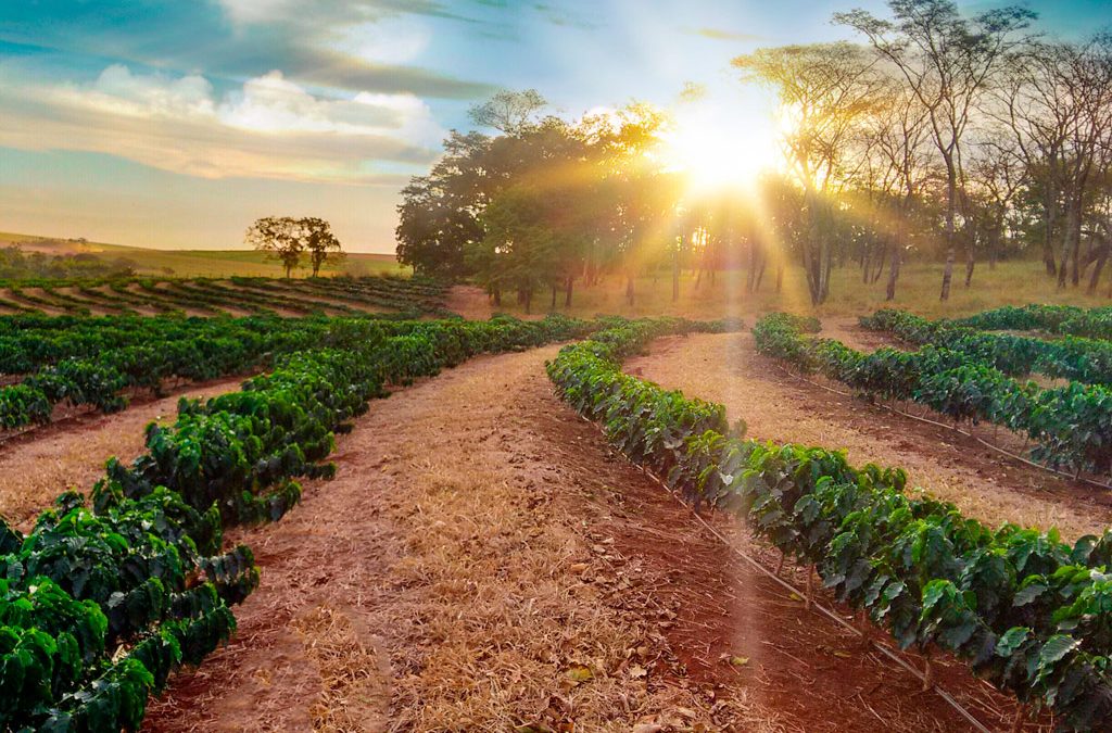 Café em 2026: clima irregular desafia produtores