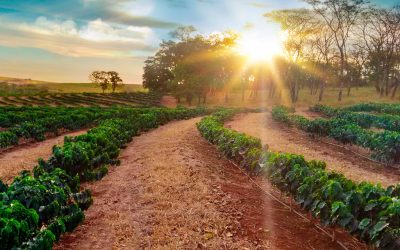 Café em 2026: clima irregular desafia produtores