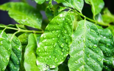 Chuvas irregulares e calor acima da média marcam janeiro nas regiões cafeeiras do Brasil
