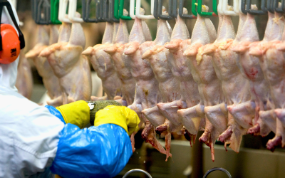 China retira suspensão e retoma importações de carne de frango do Rio Grande do Sul