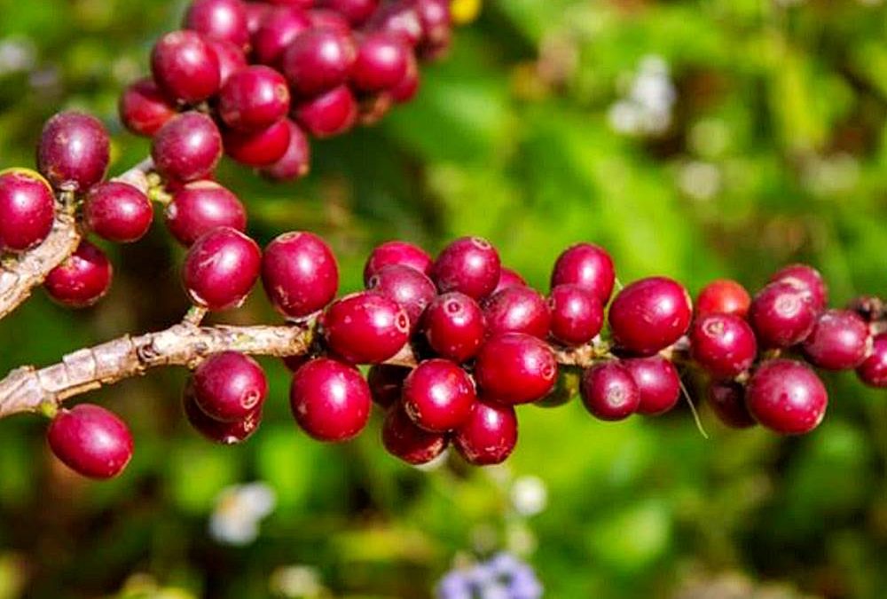 Chuvas favorecem florada do café e aumentam expectativa para safra 2026/27