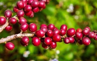 Chuvas favorecem florada do café e aumentam expectativa para safra 2026/27