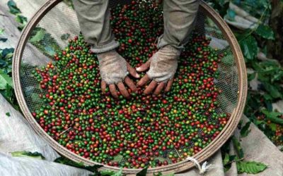Calor intenso em dezembro pode reduzir peneira do café e acende alerta para as safras 2026 e 2027