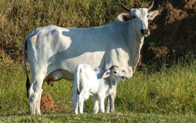 Mercado do boi gordo fecha janeiro com preços firmes e tendência de alta