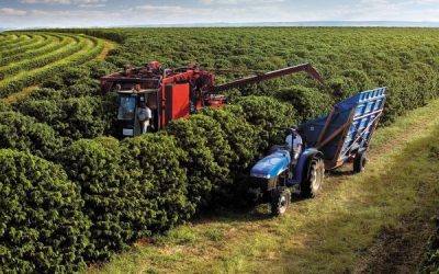 Colheita de café 2026 segue atrasada: chuvas adiam avanço da safra