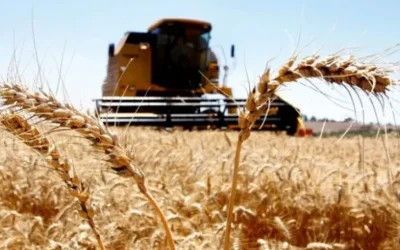 Alta internacional do trigo impulsiona cotações no Rio Grande do Sul