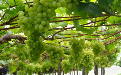 Embrapa lança nova uva branca sem sementes para produtores do Sul