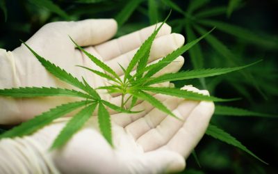 Anvisa avança na regulamentação do cultivo de Cannabis para pesquisa e uso medicinal