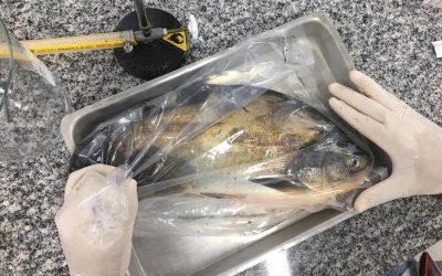 Estudo identifica Salmonella em viveiros de peixes nativos no Centro-Oeste