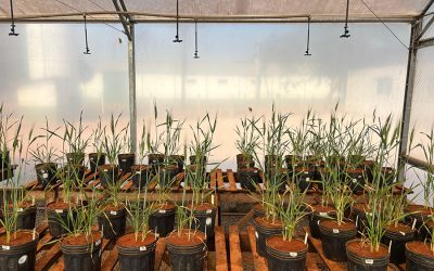 Pesquisa avalia algas brasileiras como bioestimulante contra seca em grãos