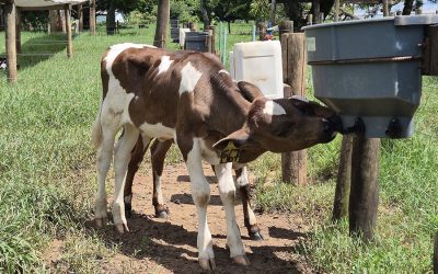 Bebedouro com bico reduz mamada cruzada em bezerros, aponta pesquisa