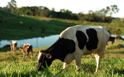 Preço do leite sobe em fevereiro de 2026, mas ainda está abaixo do ano passado