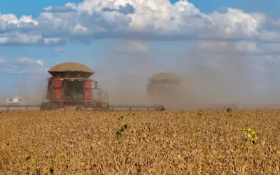 PIB do agronegócio de São Paulo cresce 4% em 2024, aponta Cepea